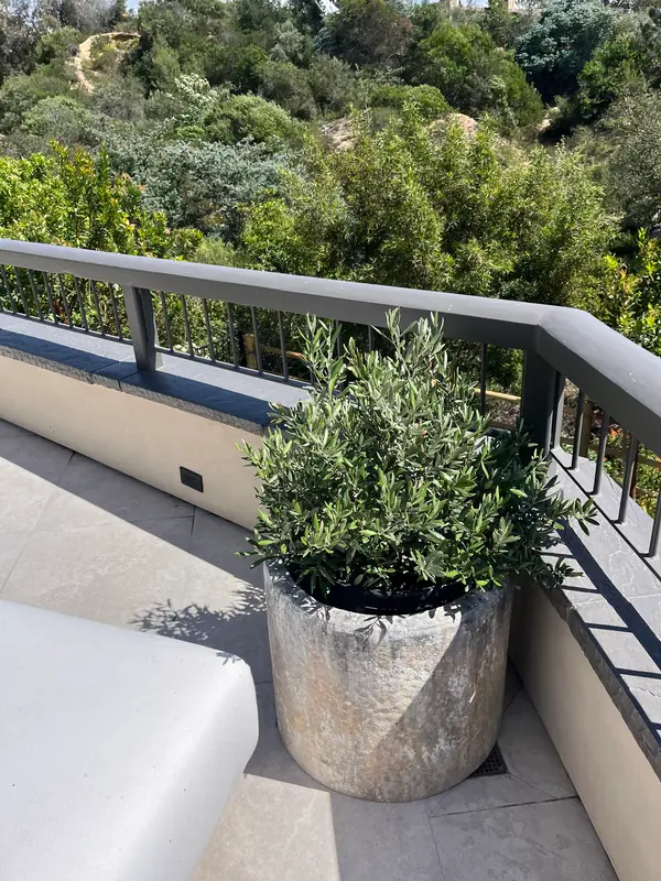 A stone planter of olive on a terrace