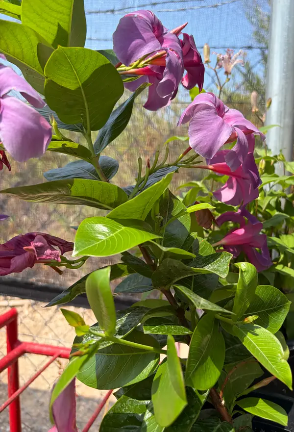 Mandevilla in bloom