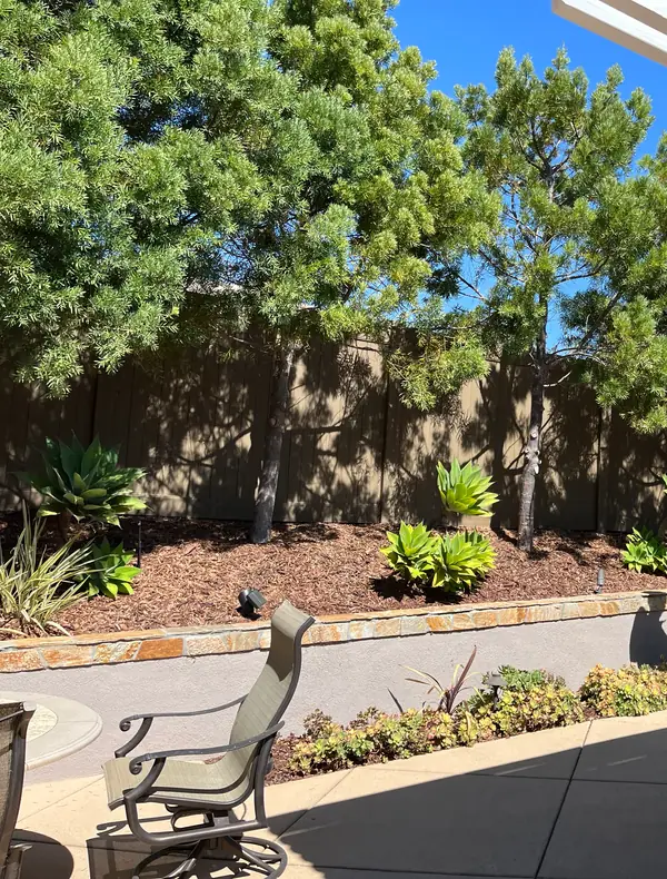 Agaves and pines in a raised courtyard bed