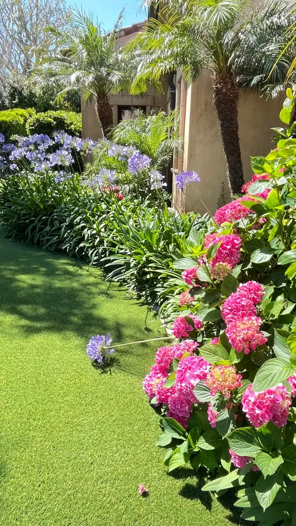 Hydrangeas and agapanthus, which like steady water