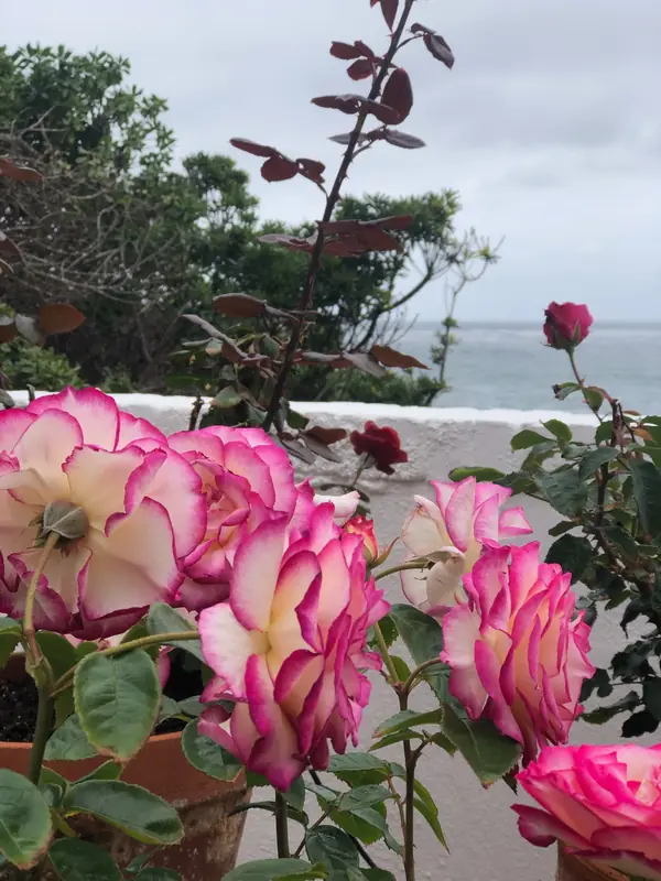 Pink and cream roses in clay pots