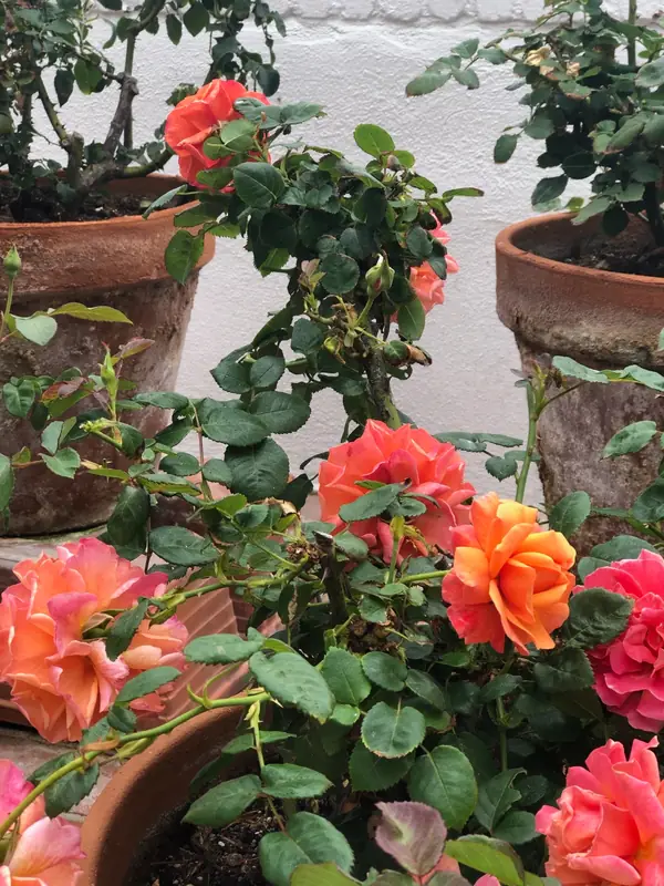 Coral and orange roses in clay pots