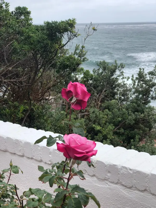 A pink rose above the surf