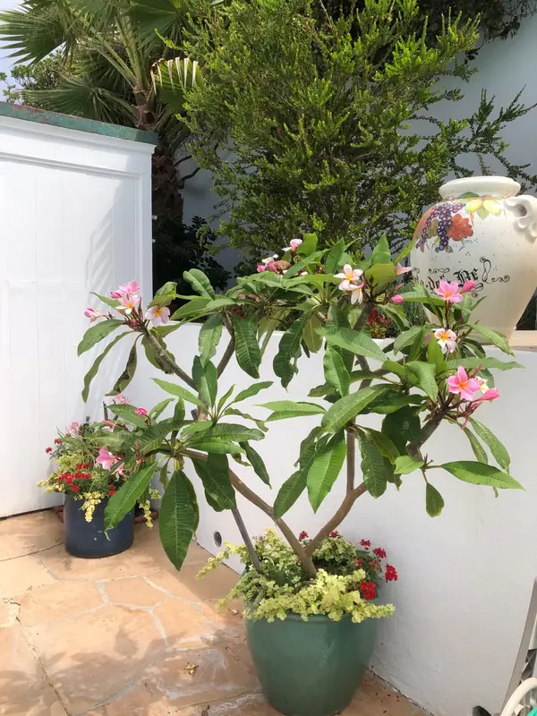 Plumeria in bloom in a glazed pot