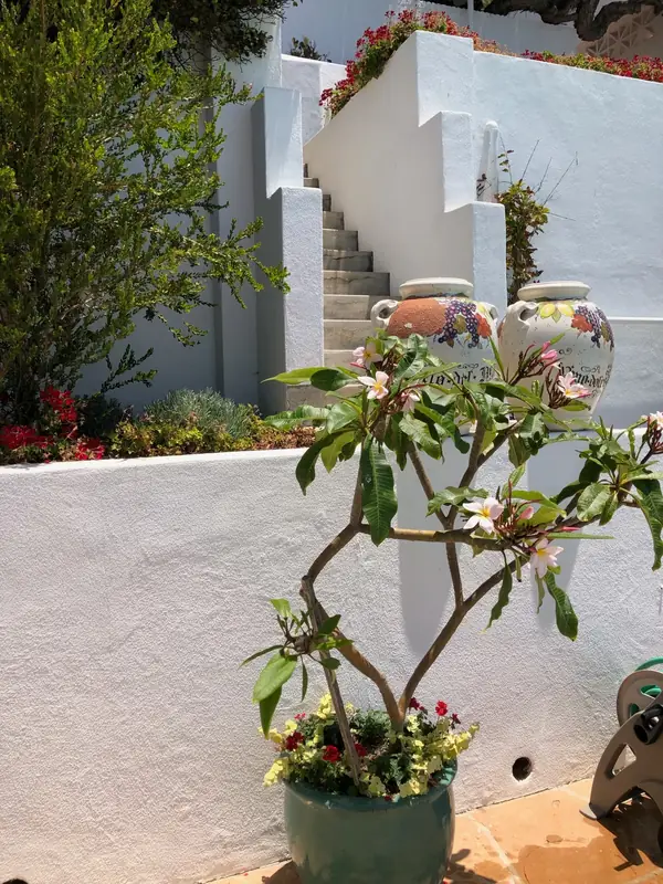 A potted plumeria by the white stairs