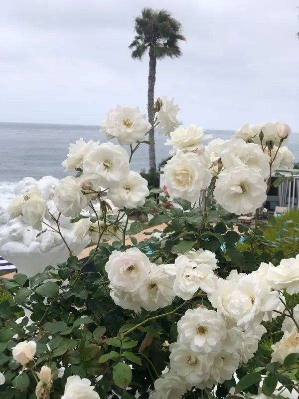 White roses in bloom by the sea