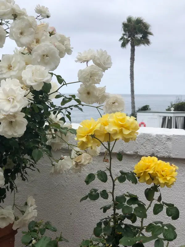 Yellow and white roses along a seaside wall