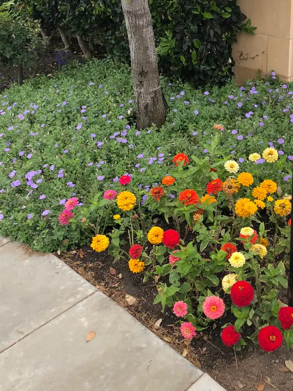Zinnias in bloom around a tree by the walk