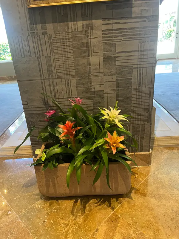 A trough of bromeliads beside a stone column