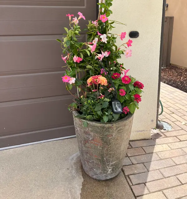 Pink climbers and summer flowers in a tall pot