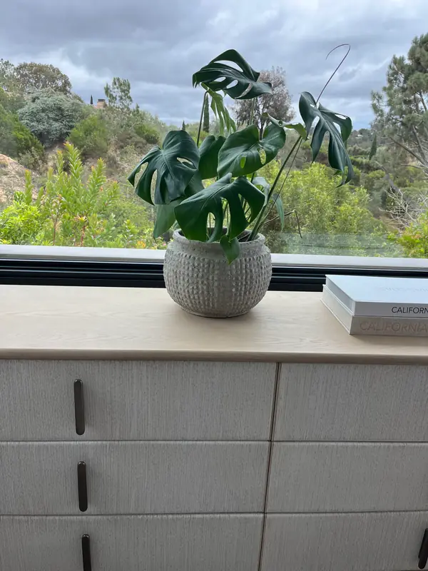 A monstera in a textured pot by the window