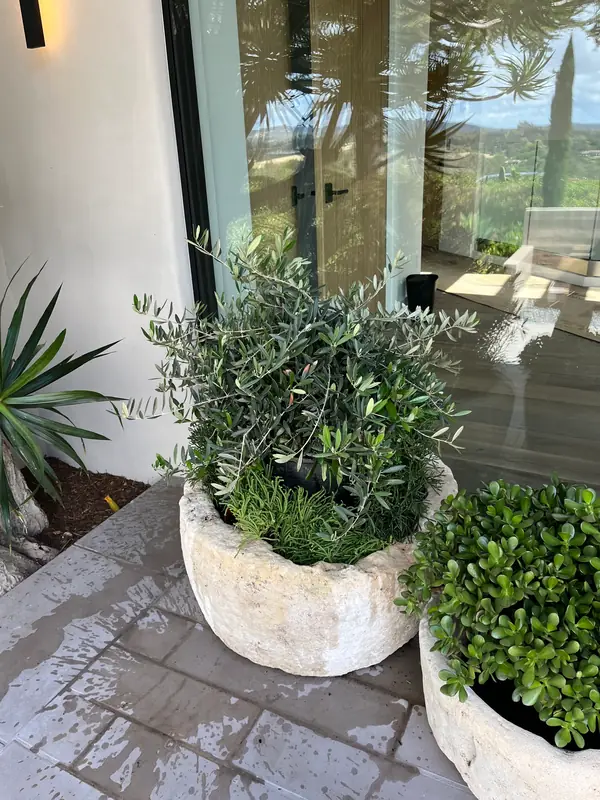 Olive trees and boxwood in stone pots at an entry