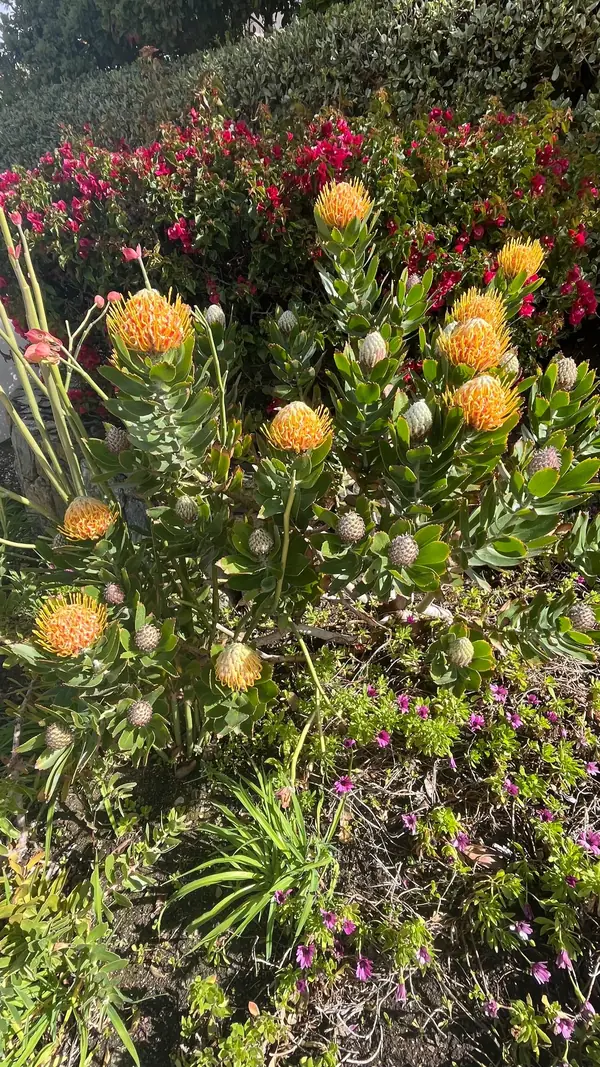 Pincushion protea in a mixed bed