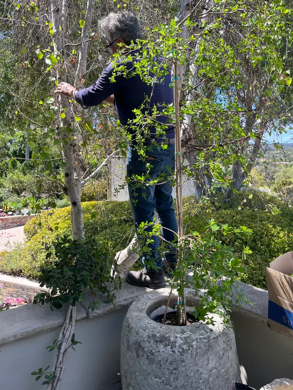 Pruning a young tree in a stone pot