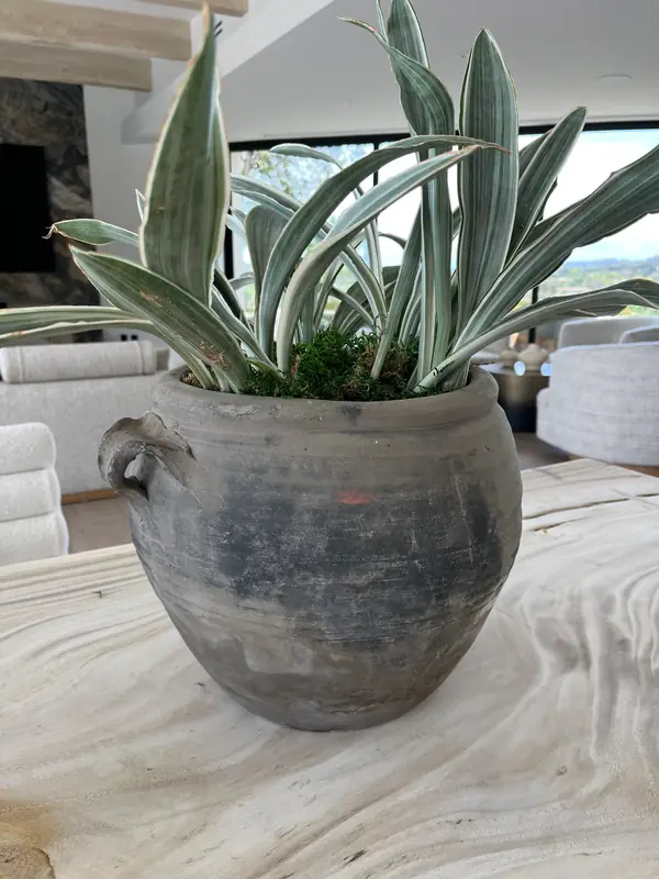 Silver foliage in a weathered clay pot