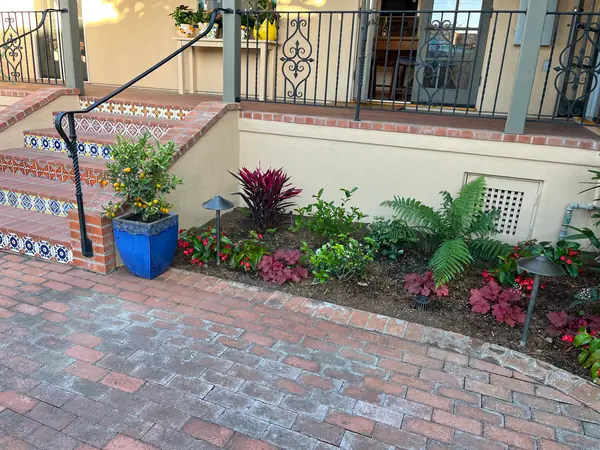 Ferns and cordyline by tiled stairs, with a blue pot of citrus