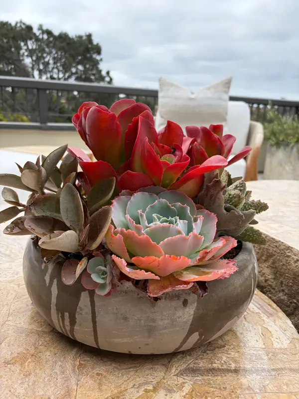 A bowl of succulents on a terrace table