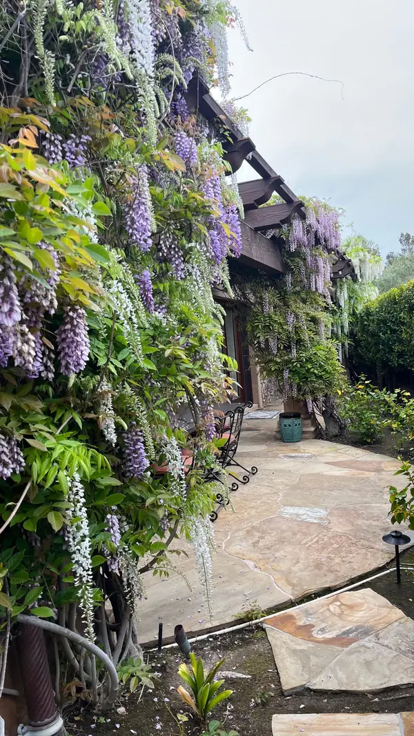 Wisteria over a flagstone terrace